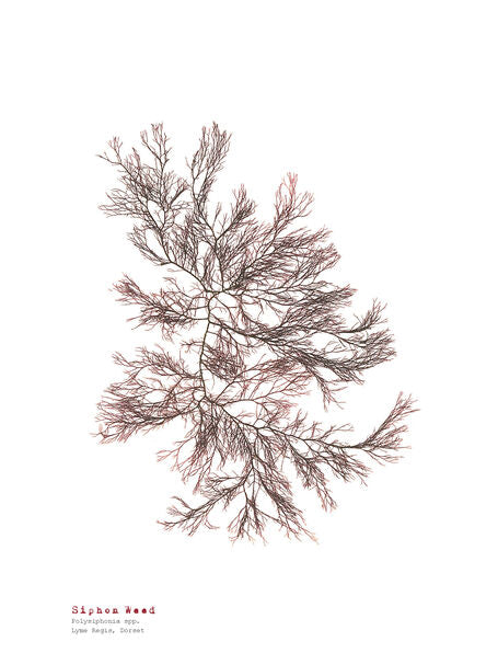Siphon Weed - A4 Seaweed  Print
